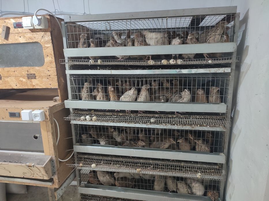 перепелиные и куриные яйца