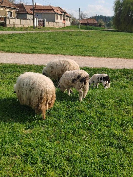 0i turcane de vanzare