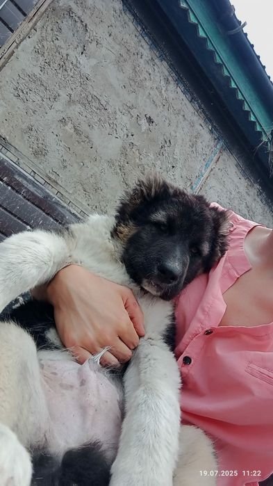 Продам щенков Алабая