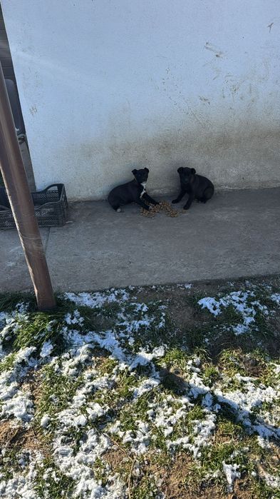 Donez 2 catei, baiat si fetita