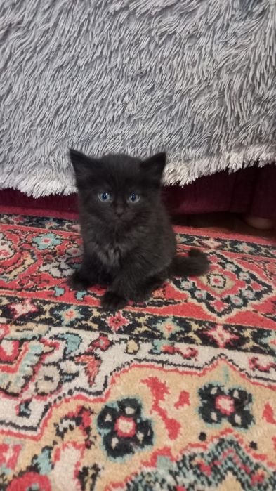 Отдам котят ДАРОМ