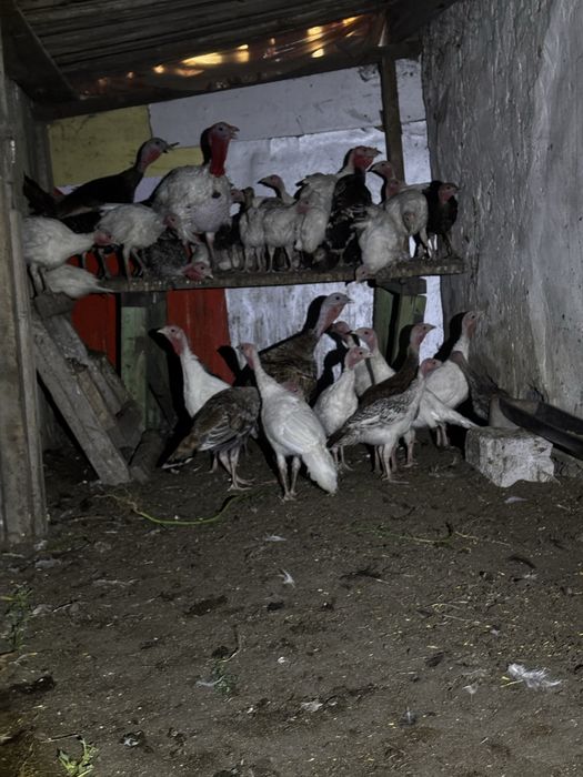 Продаю 2 х месячных индюшат