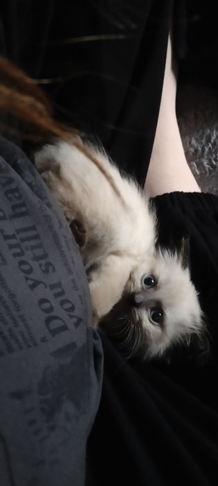 Котенок пушистый