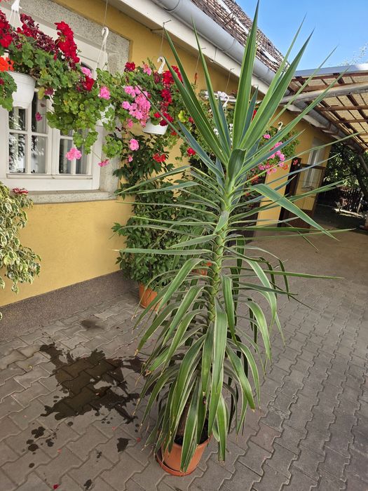Plante de apartament și terasă: Hibiscus, Cafea, Schefflera, Ctenanthe, Yucca