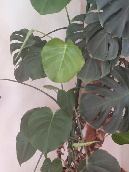 Monstera deliciosa matură – 2 metri înălțime
