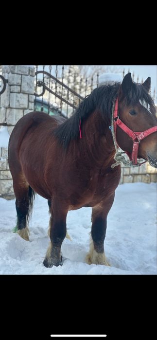 Manz ardenez de vanzare