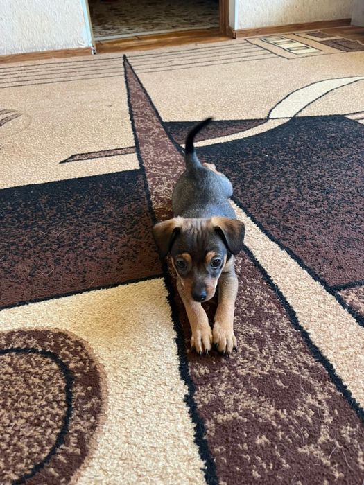 Продам щенка русский тойтерьер