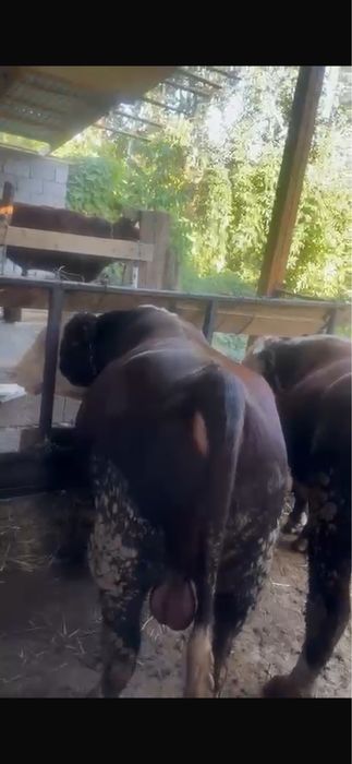 Продам Быков СРОЧНО !!!