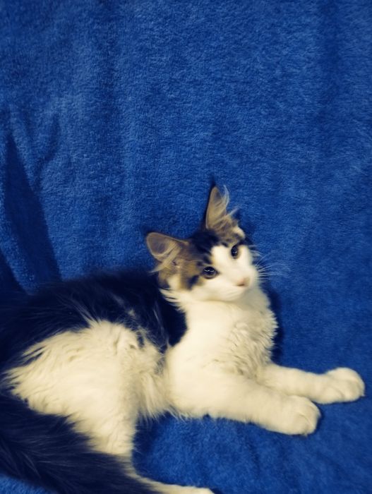 Крупные котята Мейн-Кунчики!