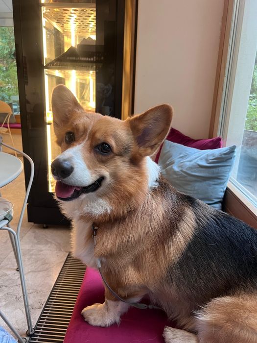 Шикарные щенки Корги.