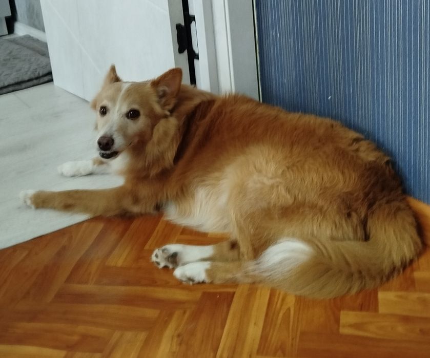 Добрый Лис ищет дом