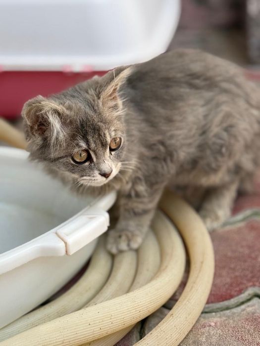 Отдам бесплатно красивого котенка!