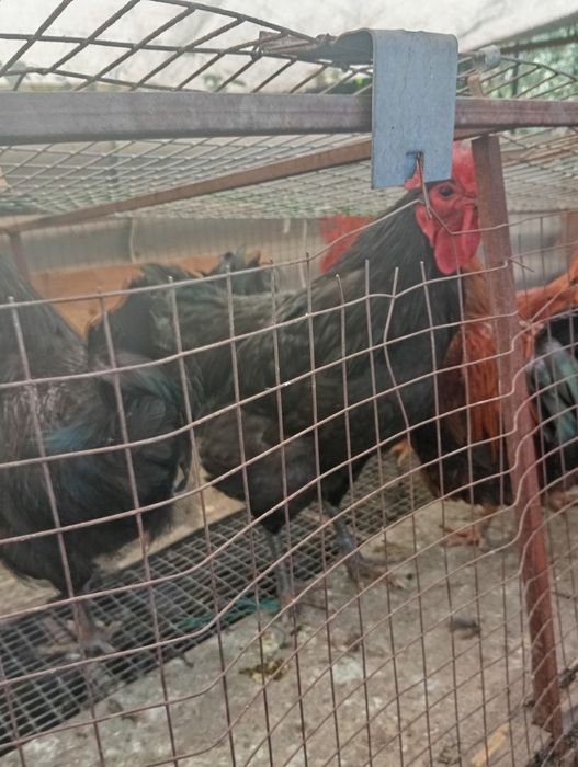 Продам петухов прошлогодних
