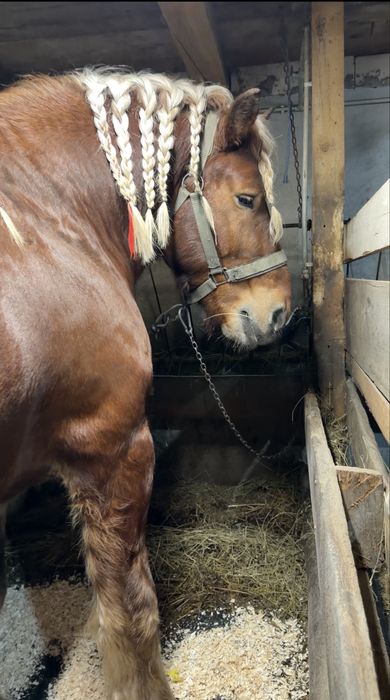 Armăsar Comtois ptr Montă