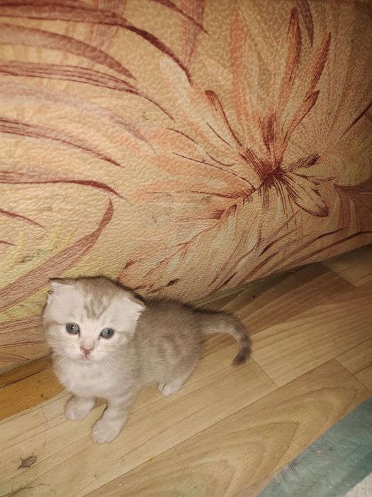 Котята скотиш фолд