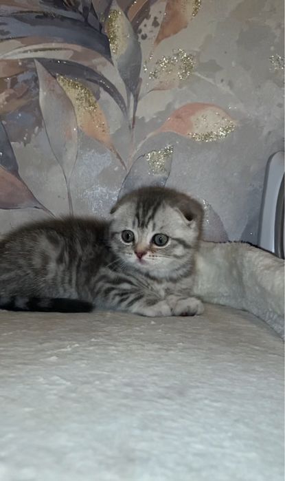 Шотландчэская   Скоттиш фолд