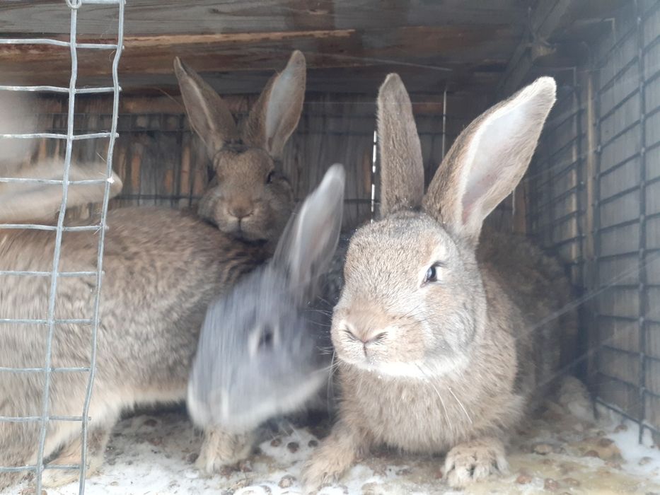 Продам молодых кроликов