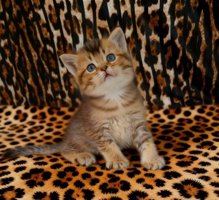 Продается эффектный котенок золотая Шиншилла , мальчик.