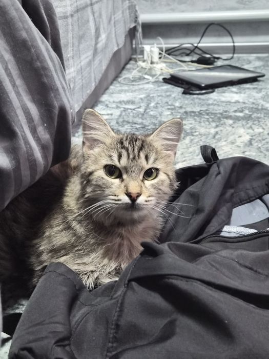 Отдадим в хорошие руки кошечку