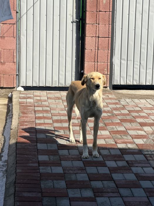 Тазы, отдам в хорошие руки.