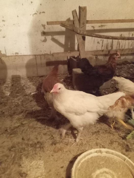 Үш айлық шөже қораздар