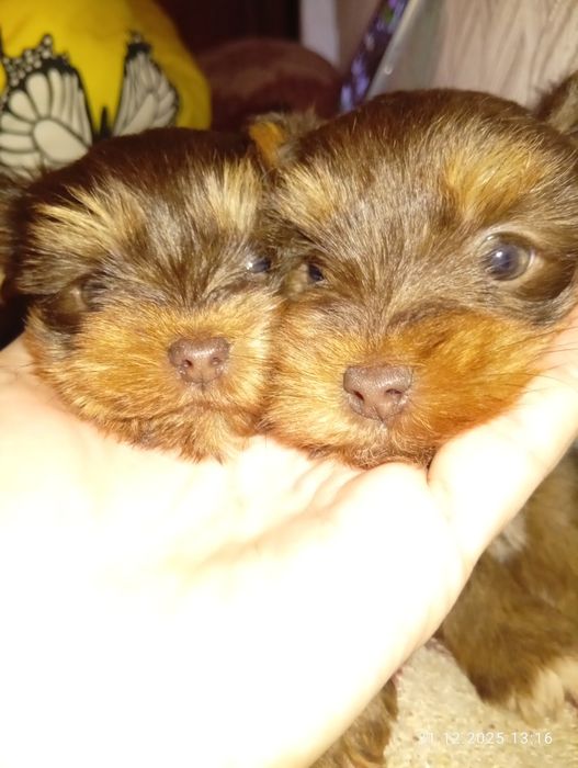 Йоркширски териери