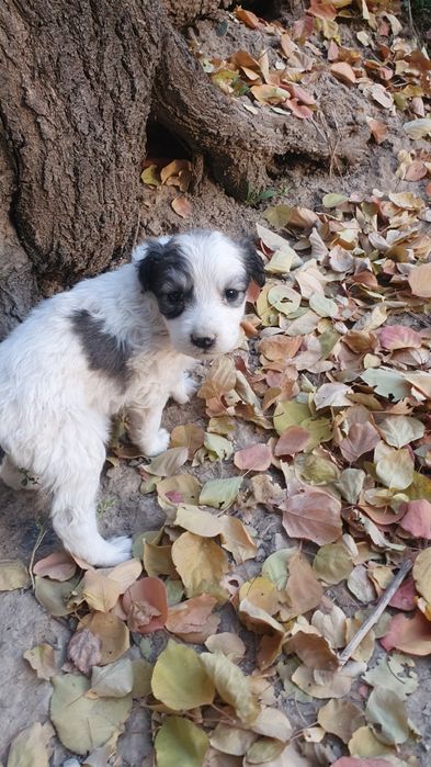 Щенята звоночки,ищют дом