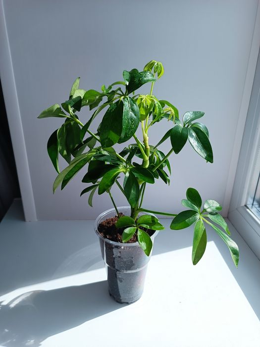 Продам комнатные растения
