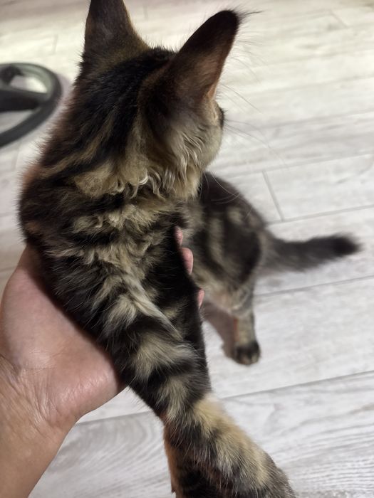 Продам котенка Мейн кун