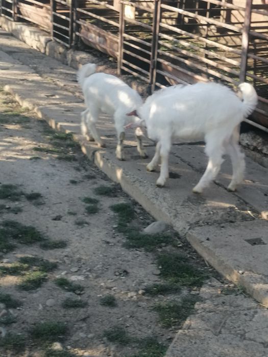 Ieduță de vînzare