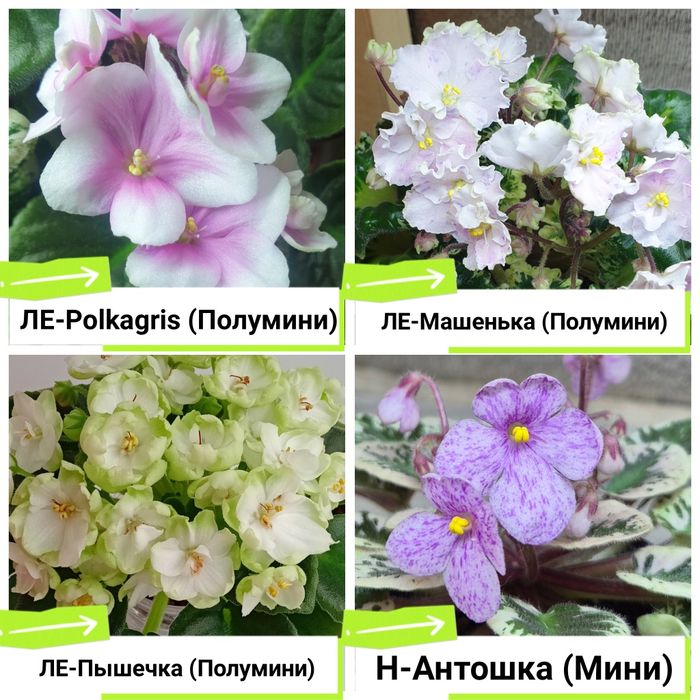 Фиалки сортовые продам