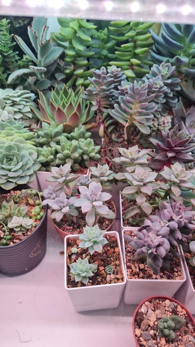 Суккуленты продажа