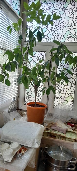 Лайм цитрус плодоноящий.