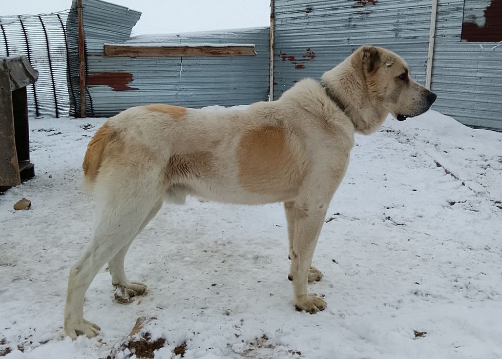 Алабай   азиат..