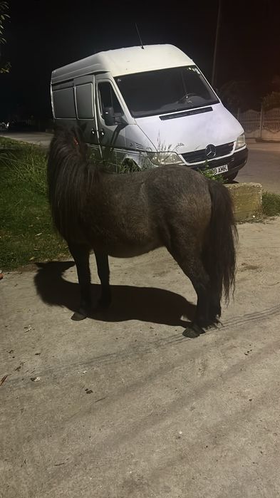 Vând ponei  foarte cuminte