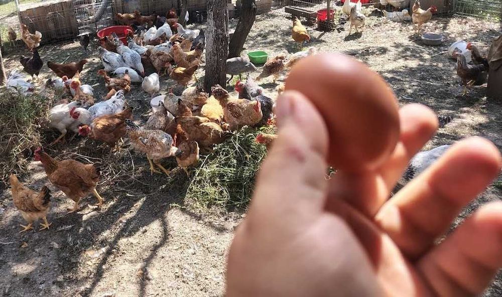 oua  de gaina pentru consum