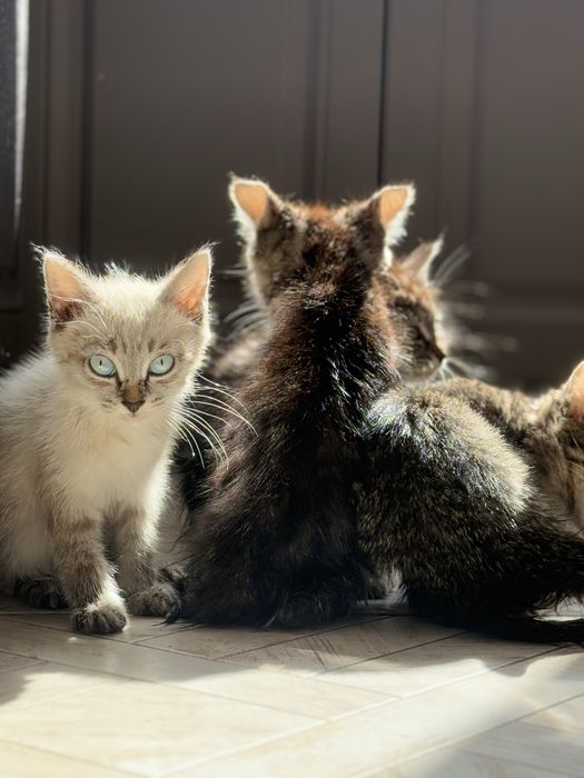 Три шестимесячные кошечки-девчонки.