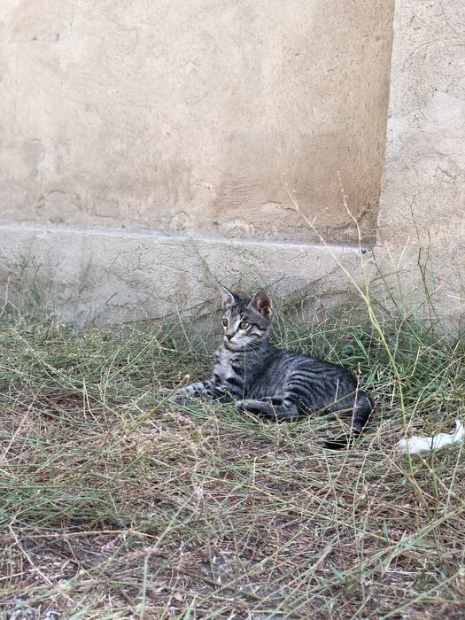 Котята в хорошие руки