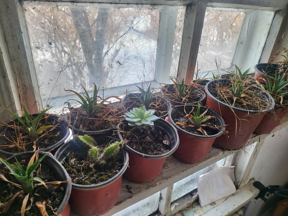 Плодоносящие мандарины