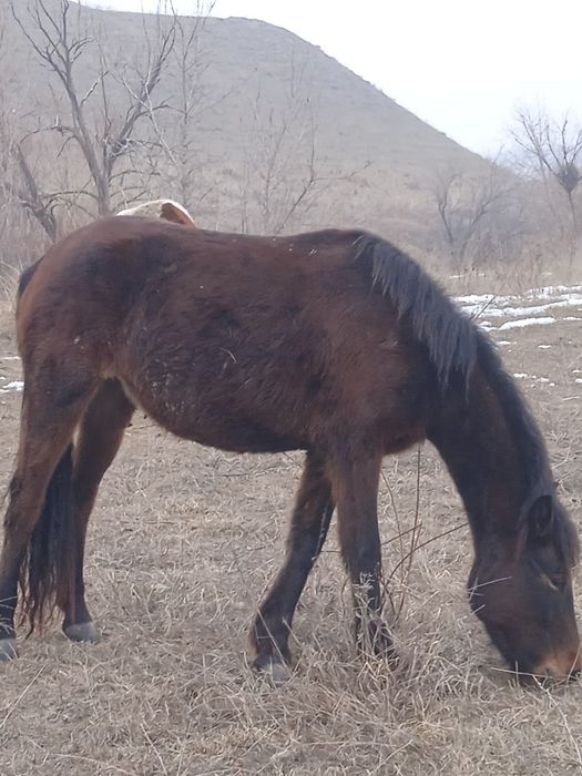 3жасар байтал сатыладыы асау