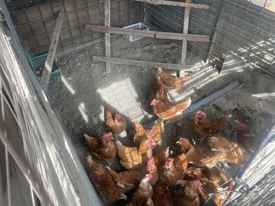 Продам кур тауык сатылады