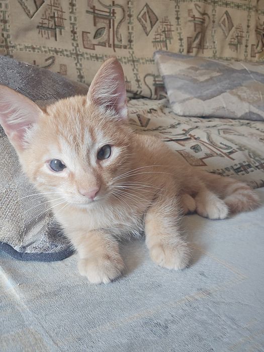 Отдам котёнка бесплатно