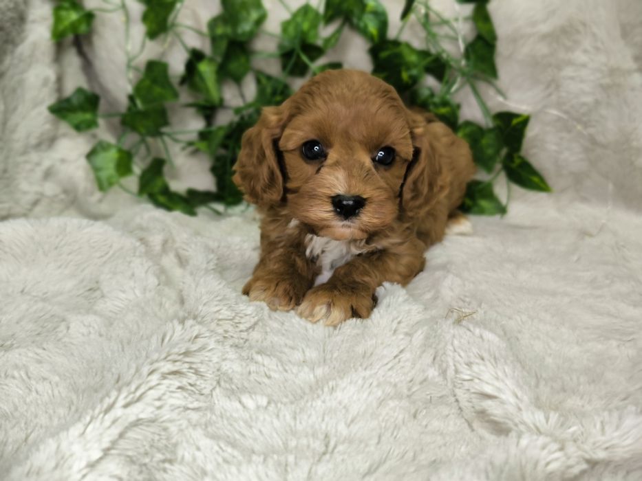 Vand baietel Cavapoo F1