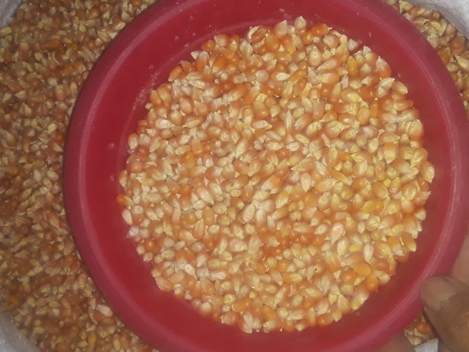 Поп корин яанги 2023 йил хосил доналари йирик йирк