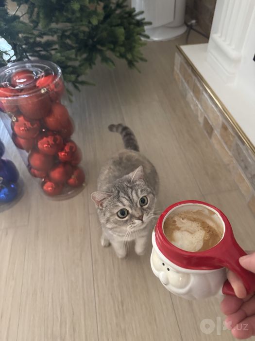 Продается котёнок скотиш