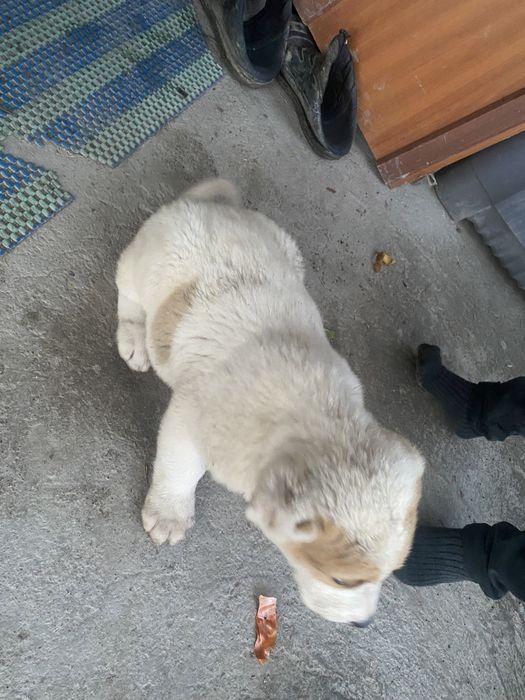 Қазақ қүшік төбеттері