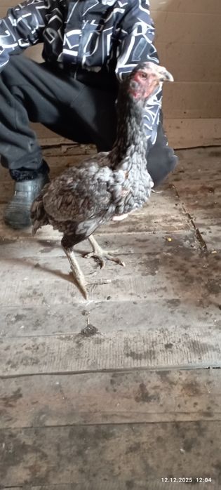 Продам даканку Ветнам