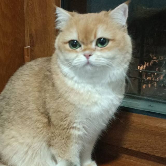 Kresloda porno eshaklar