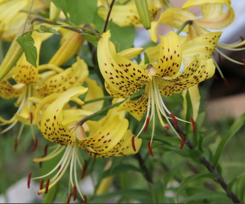 Сад огород,дом сад