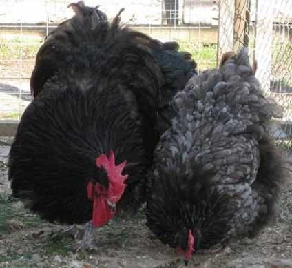 Пиленца Брама и Орпингтон